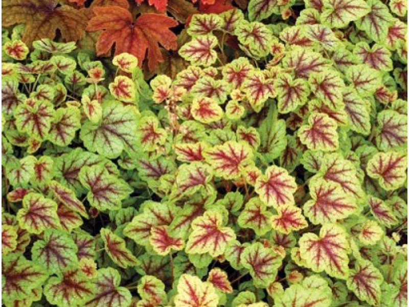 Gold Cascade