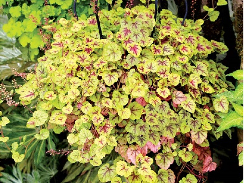 Gold Cascade