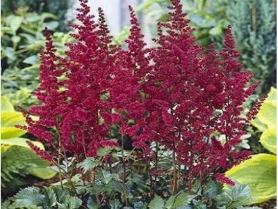 Burgundy Red