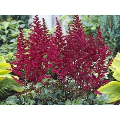 астильба Burgundy Red C1