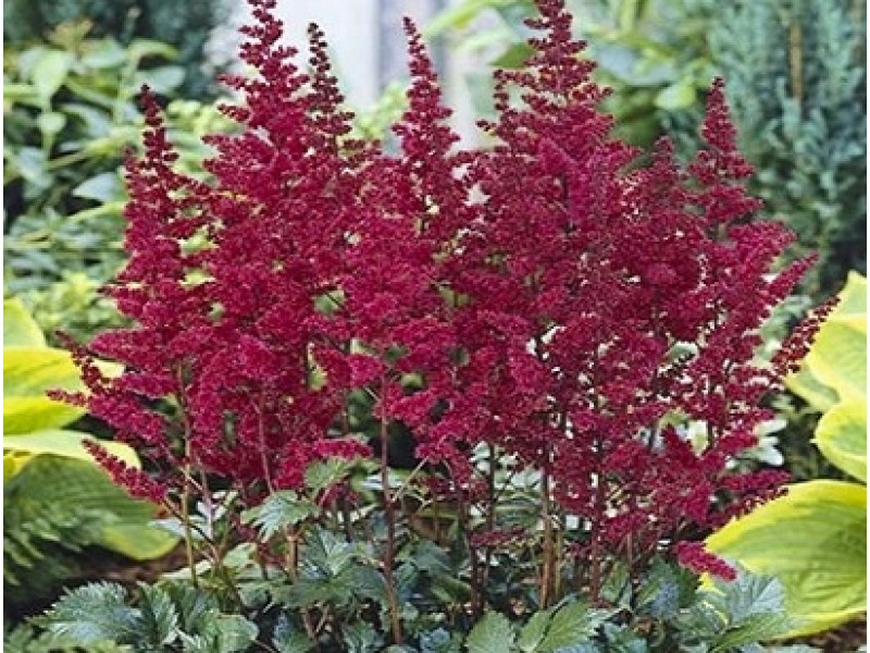 Burgundy Red