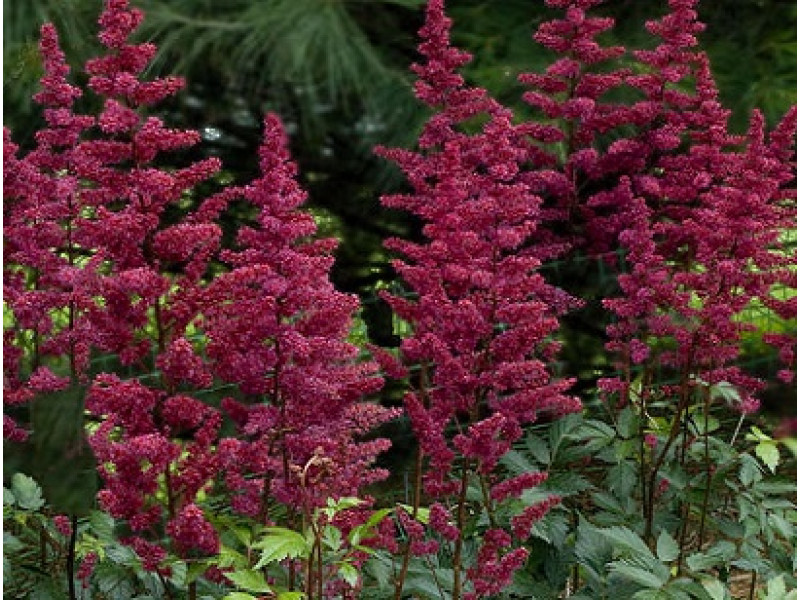 Burgundy Red