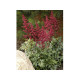 Burgundy Red