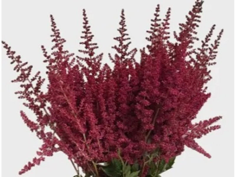 Burgundy Red