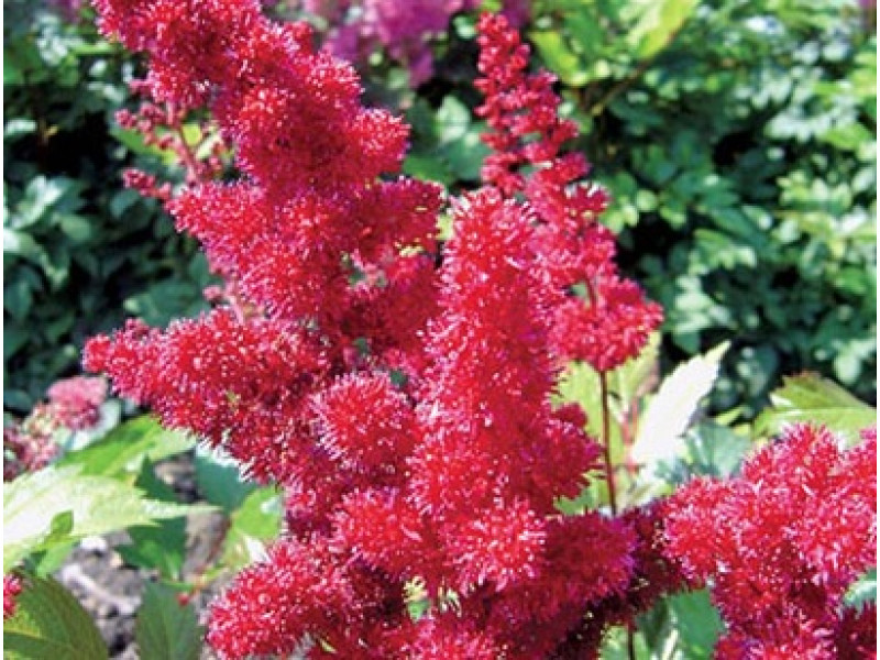 Burgundy Red
