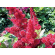 Burgundy Red