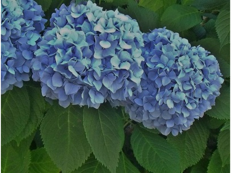 Baby Blue