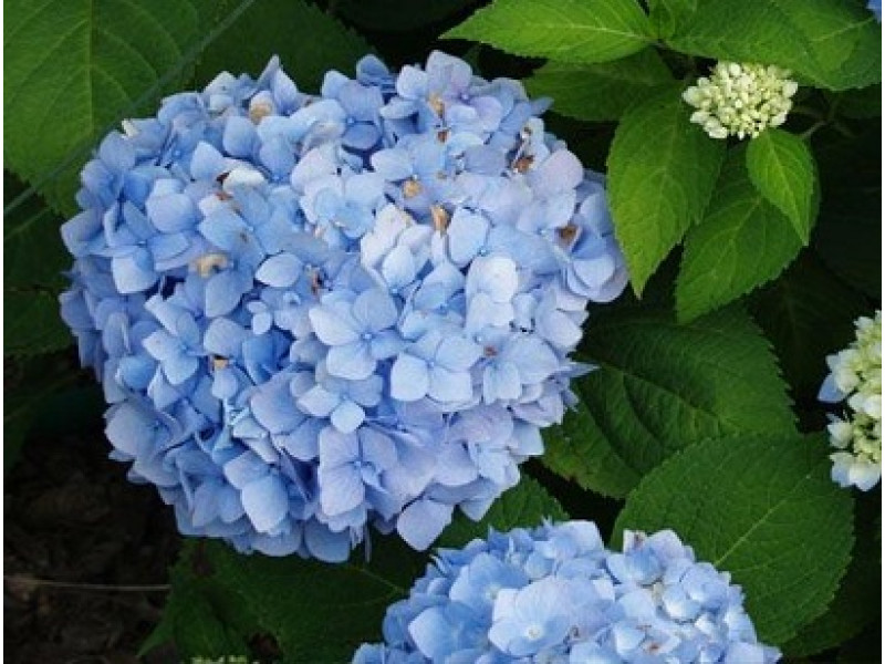 Baby Blue