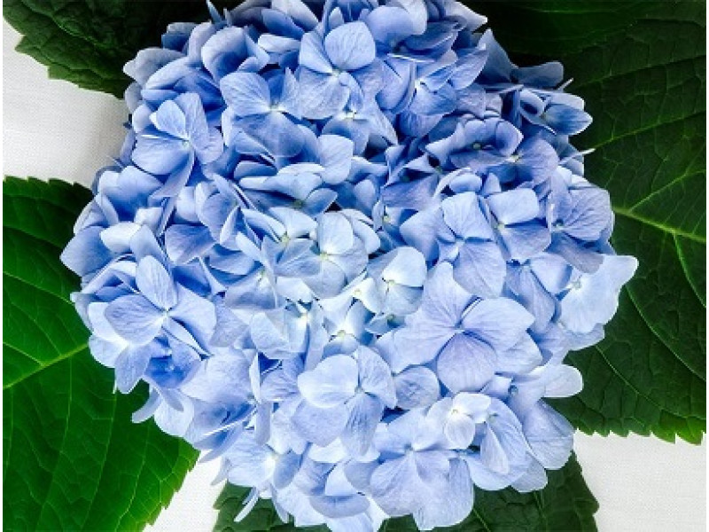 Baby Blue
