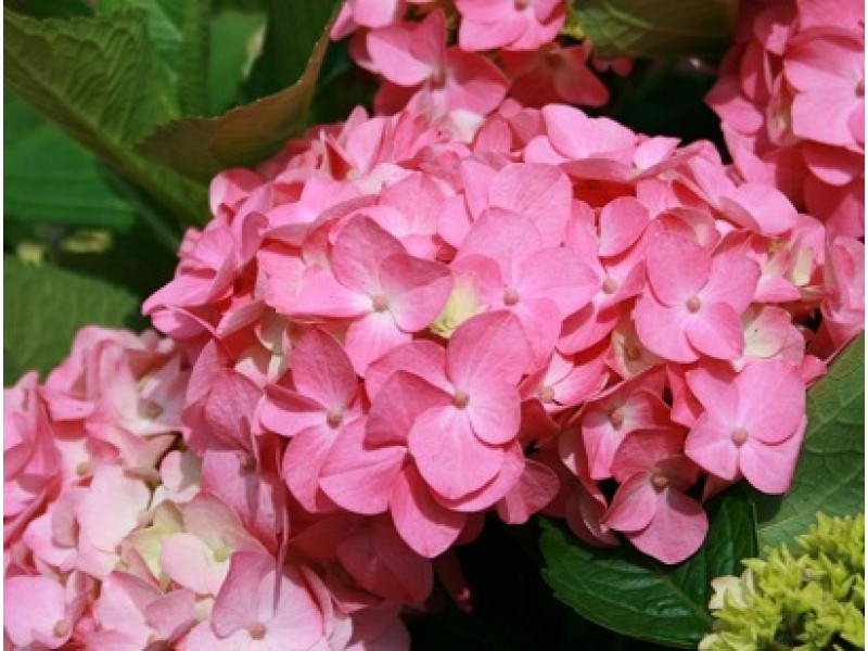 Early Rosa
