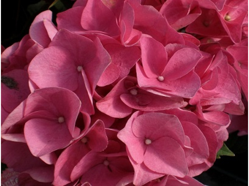 Early Rosa