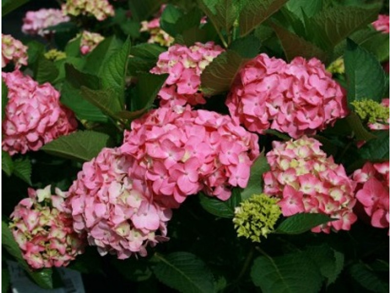 Early Rosa
