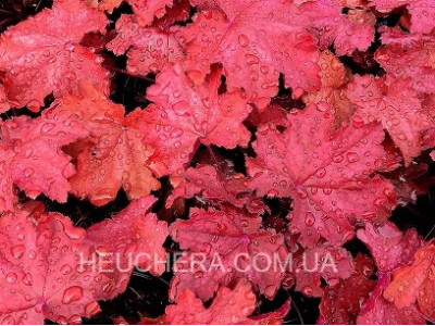 Magma