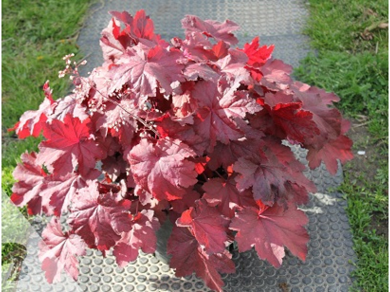 Magma