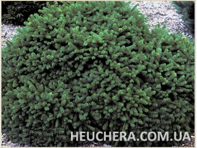Pumila Nigra