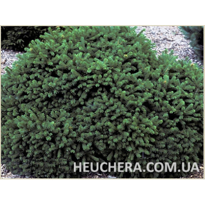 Pumila Nigra