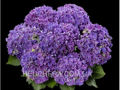 Curly Blue Purple