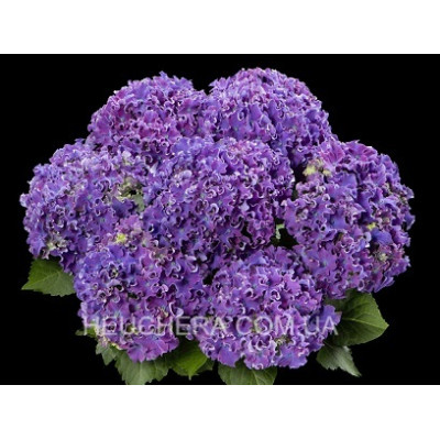 Curly Blue Purple