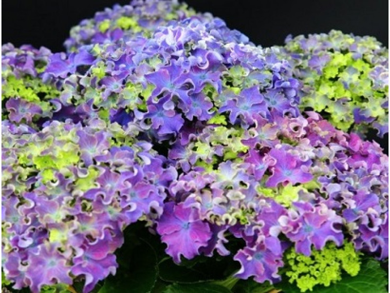 Curly Blue Purple