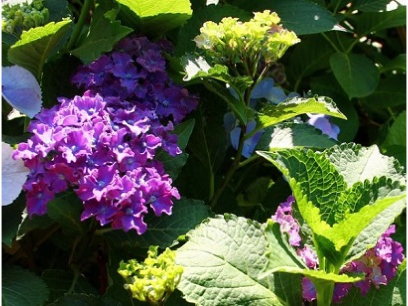 Curly Blue Purple