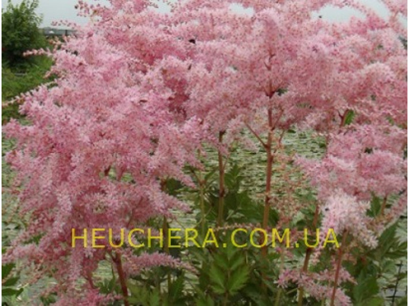 Pink Lightning