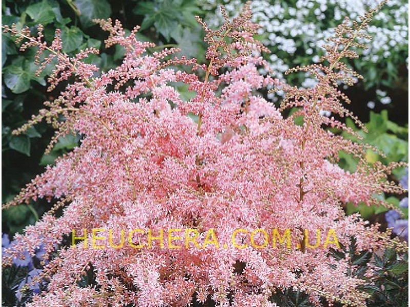 Pink Lightning