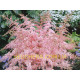 Pink Lightning