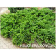 Tamariscifolia