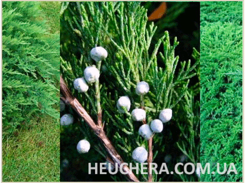 Tamariscifolia