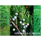 Tamariscifolia