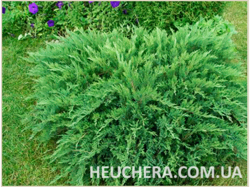 Tamariscifolia