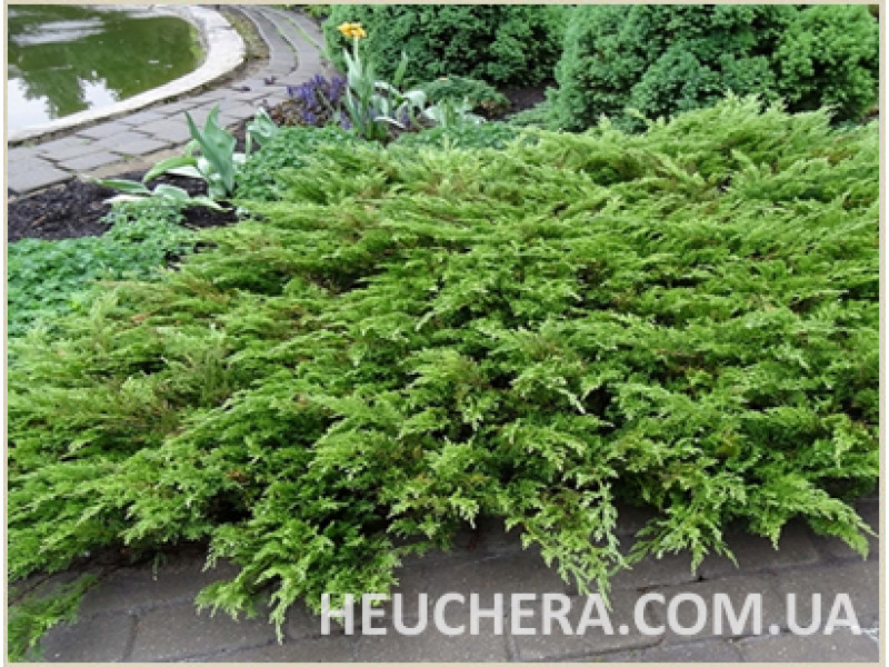 Tamariscifolia