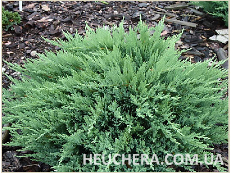 Tamariscifolia