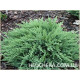 Tamariscifolia