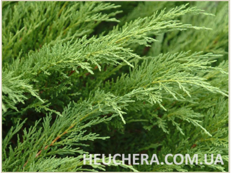 Tamariscifolia