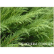 Tamariscifolia