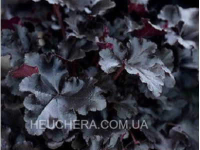 Black Sea