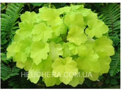 Citronelle