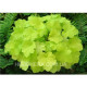 Citronelle