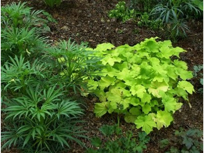 Citronelle