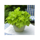 Citronelle