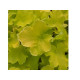 Citronelle
