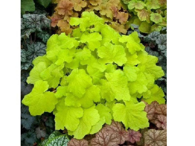 Citronelle