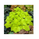 Citronelle