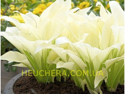 White Feather