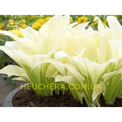 хоста White Feather