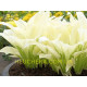 White Feather