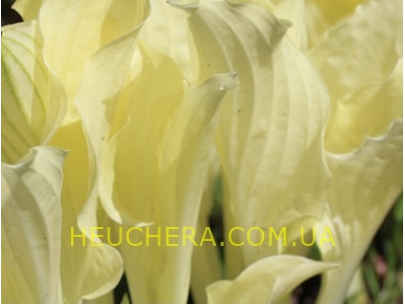 White Feather