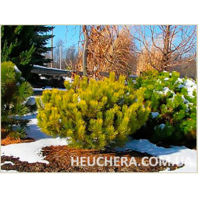 Winter Gold