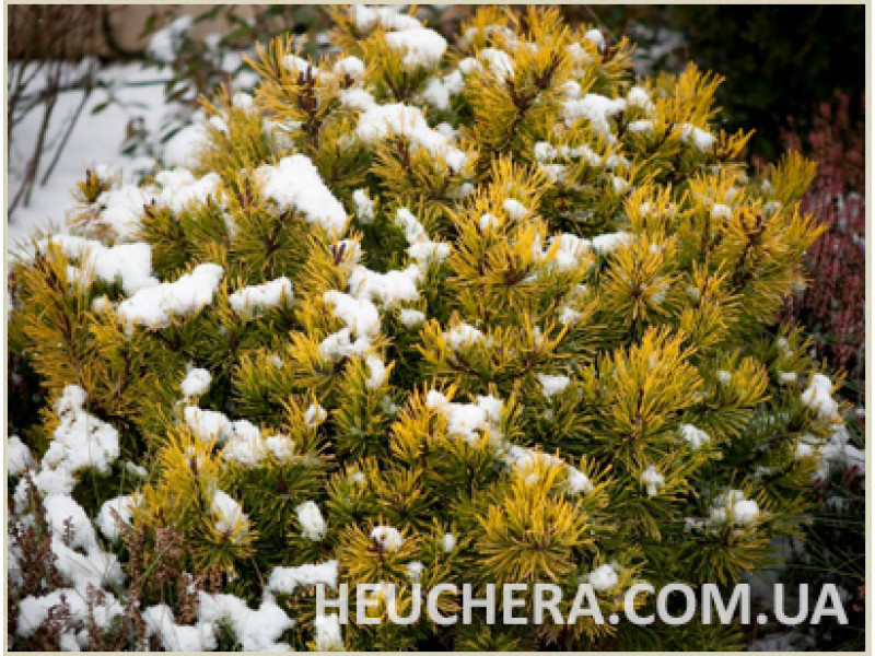 Winter Gold